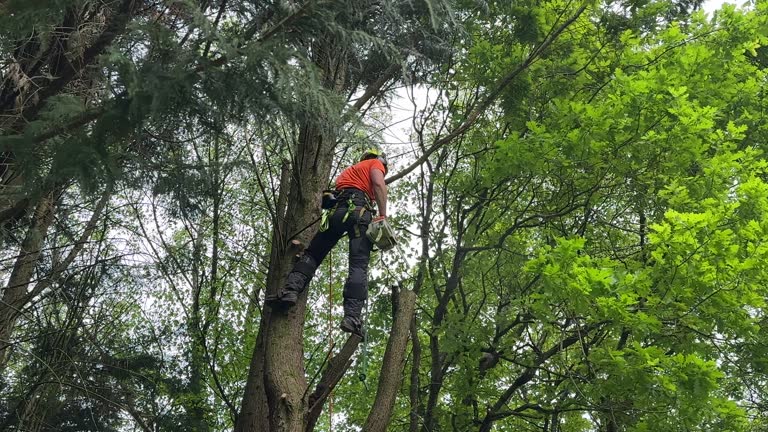 How Our Tree Care Process Works  in Bertsch Oceanview, CA